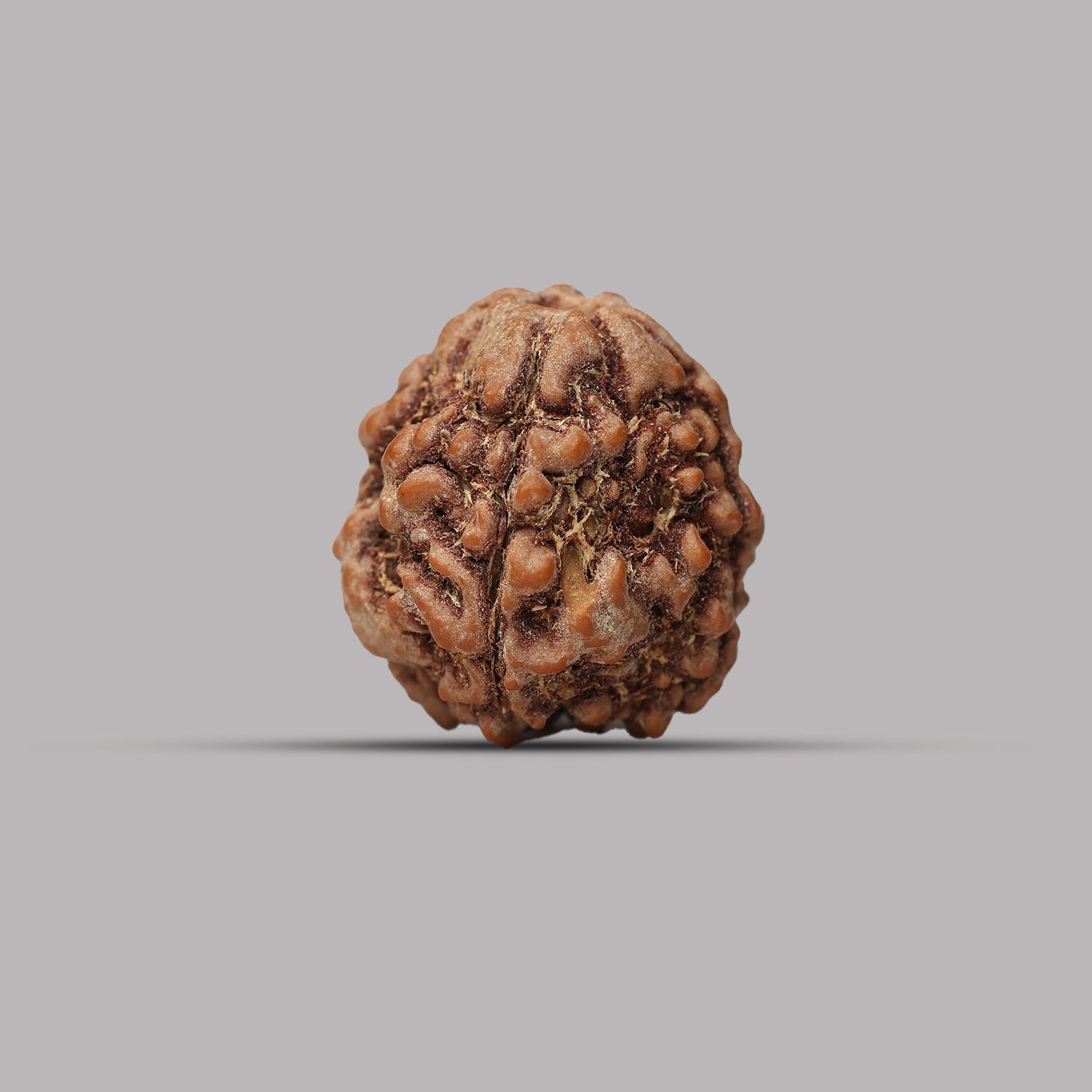 4 Mukhi Rudraksha