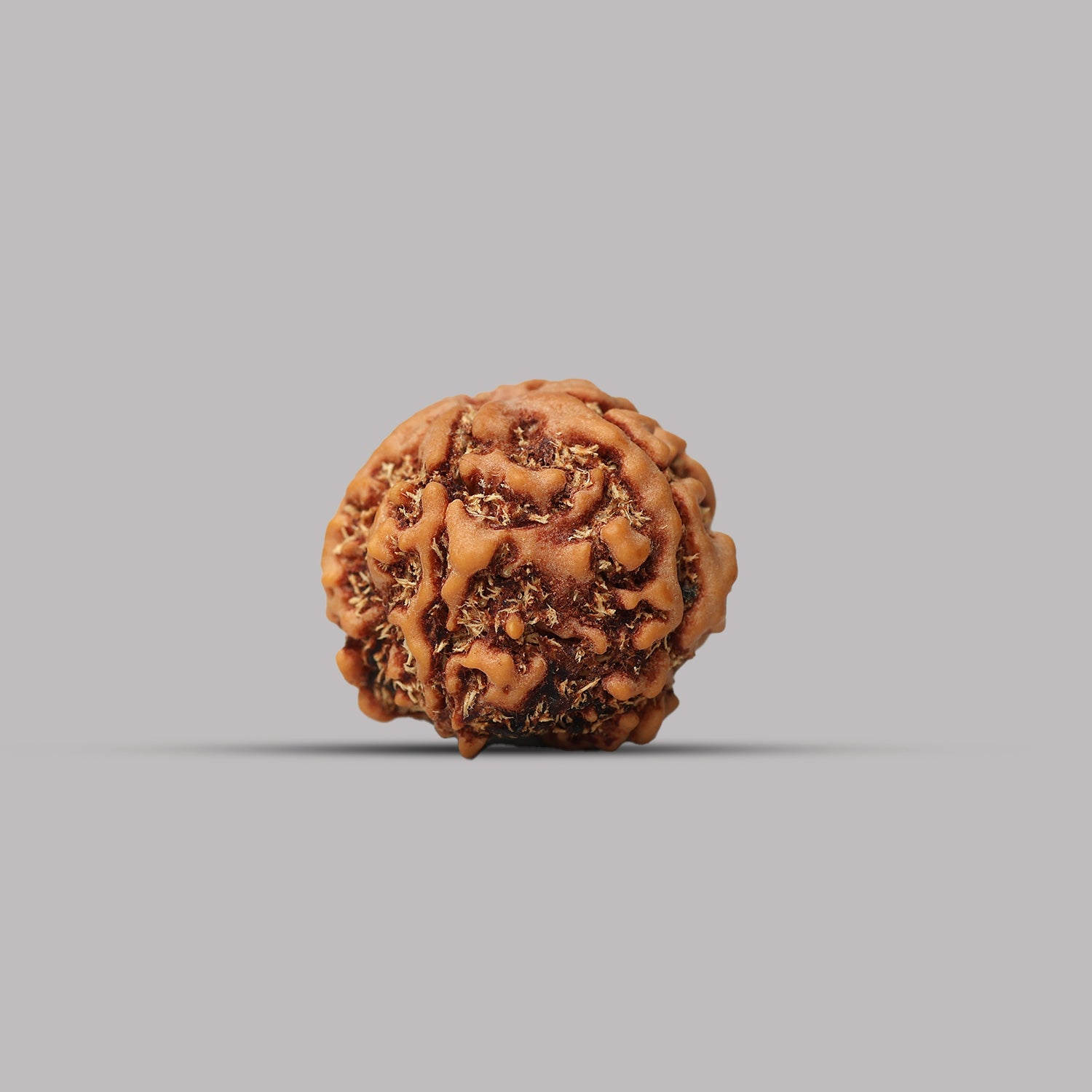 4 Mukhi Rudraksha