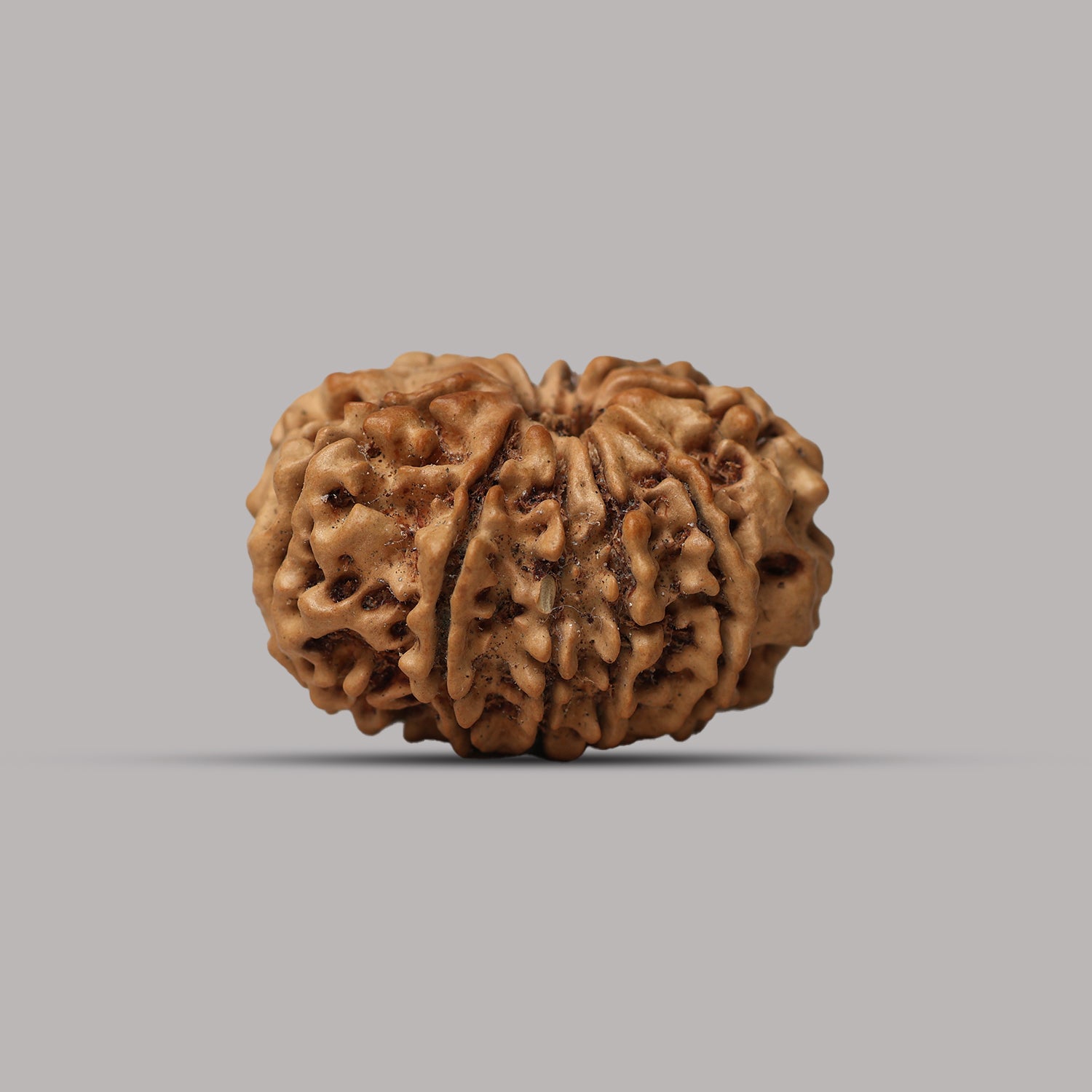 11 Mukhi Rudraksha