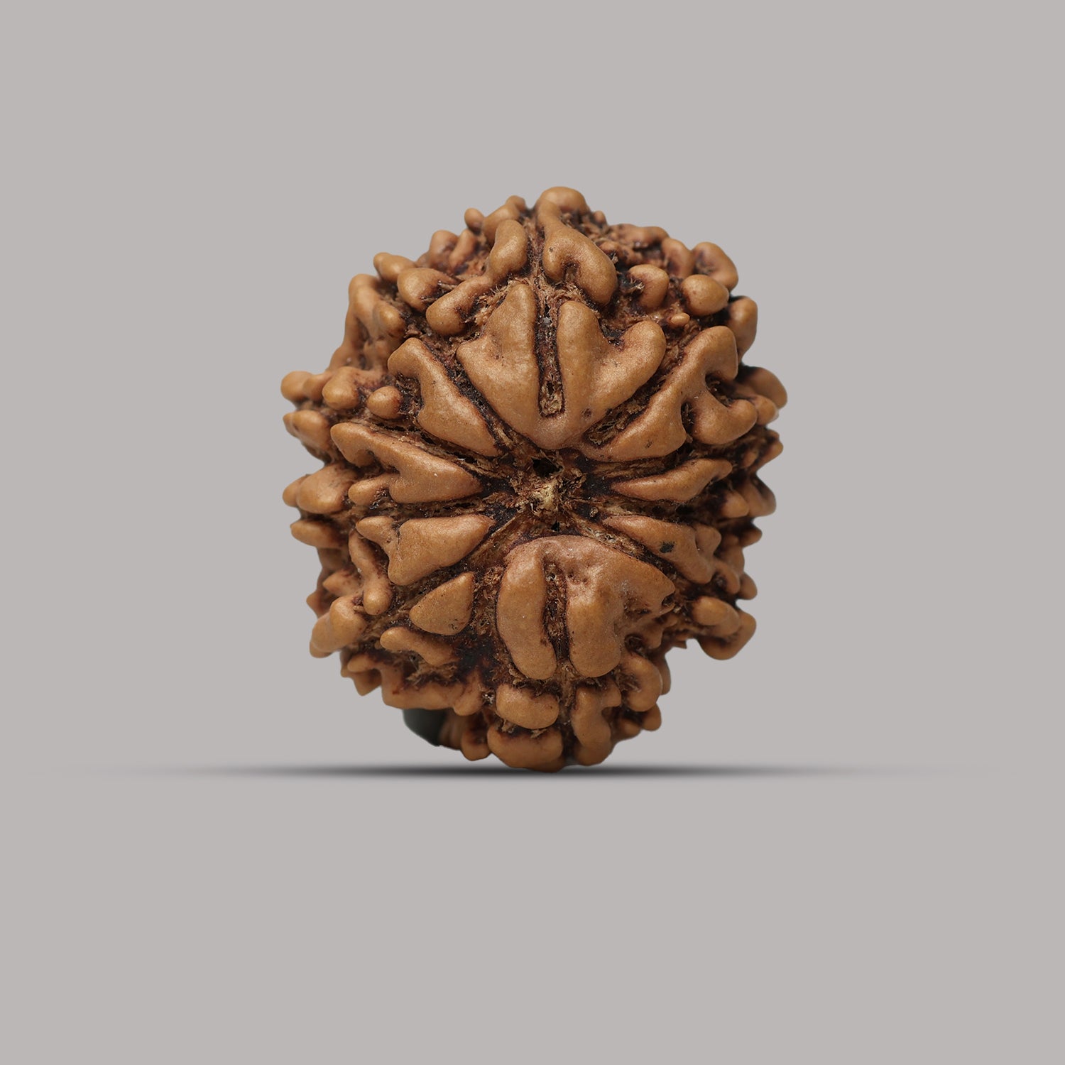 10 Mukhi Rudraksha