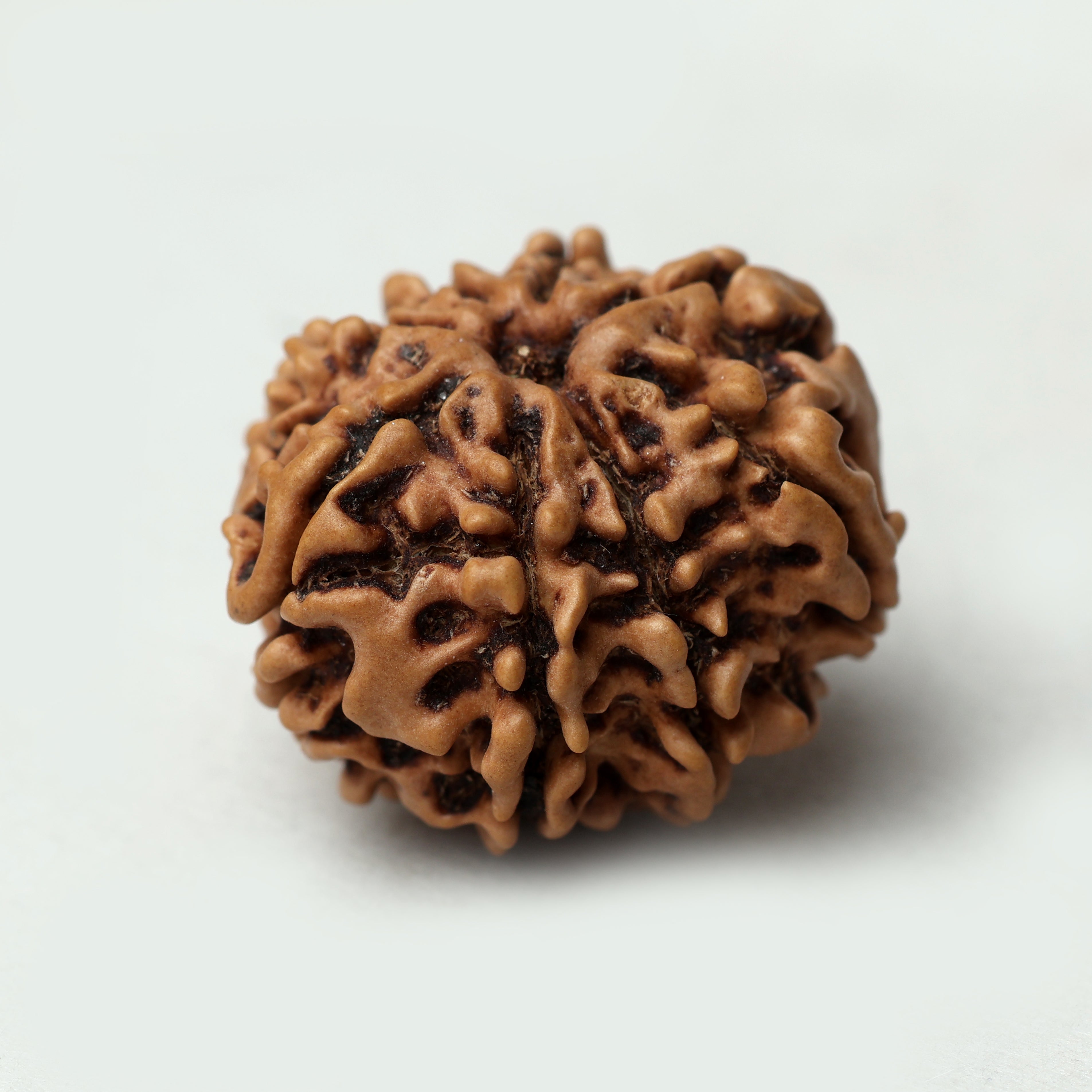 8 Mukhi Rudraksha
