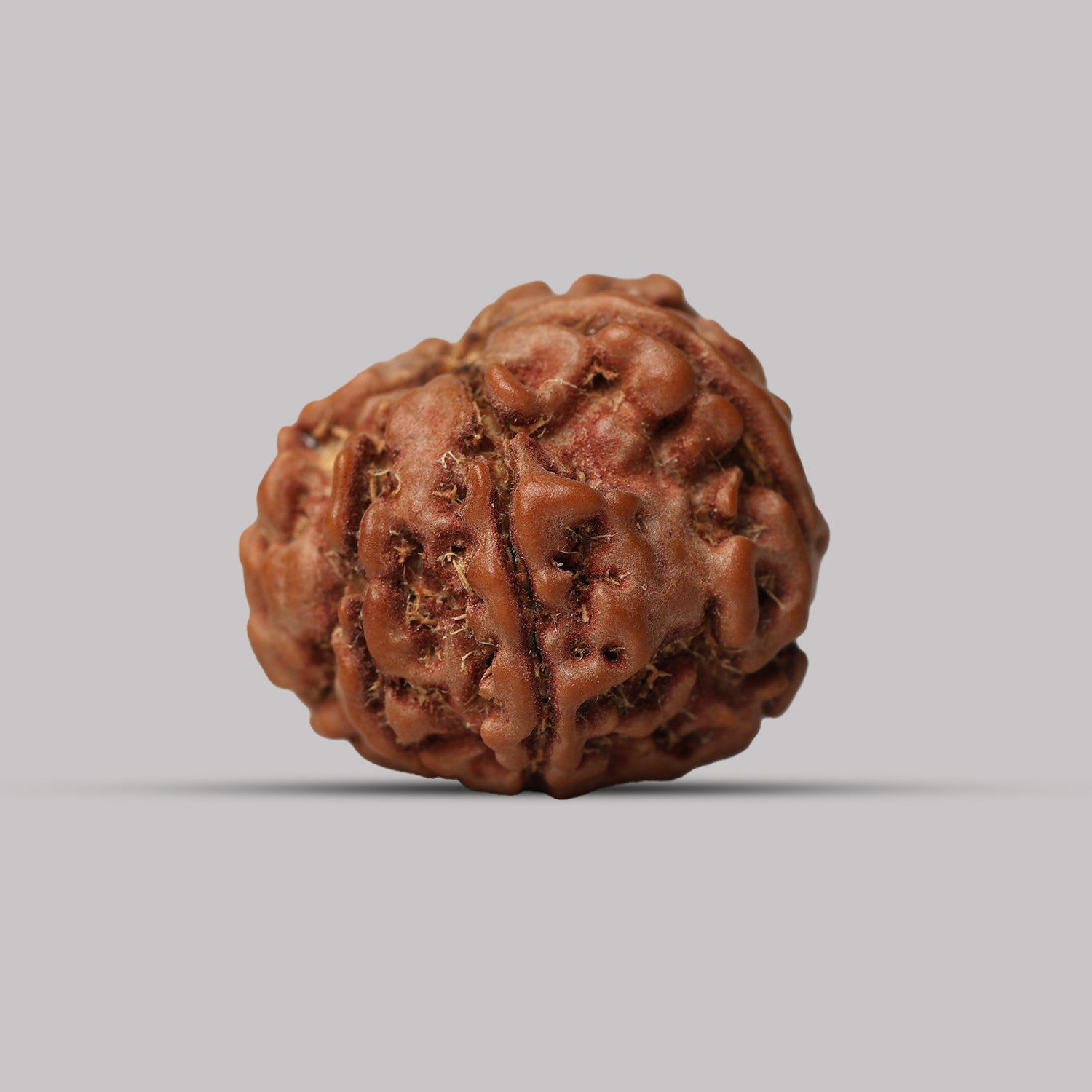 7 Mukhi Rudraksha
