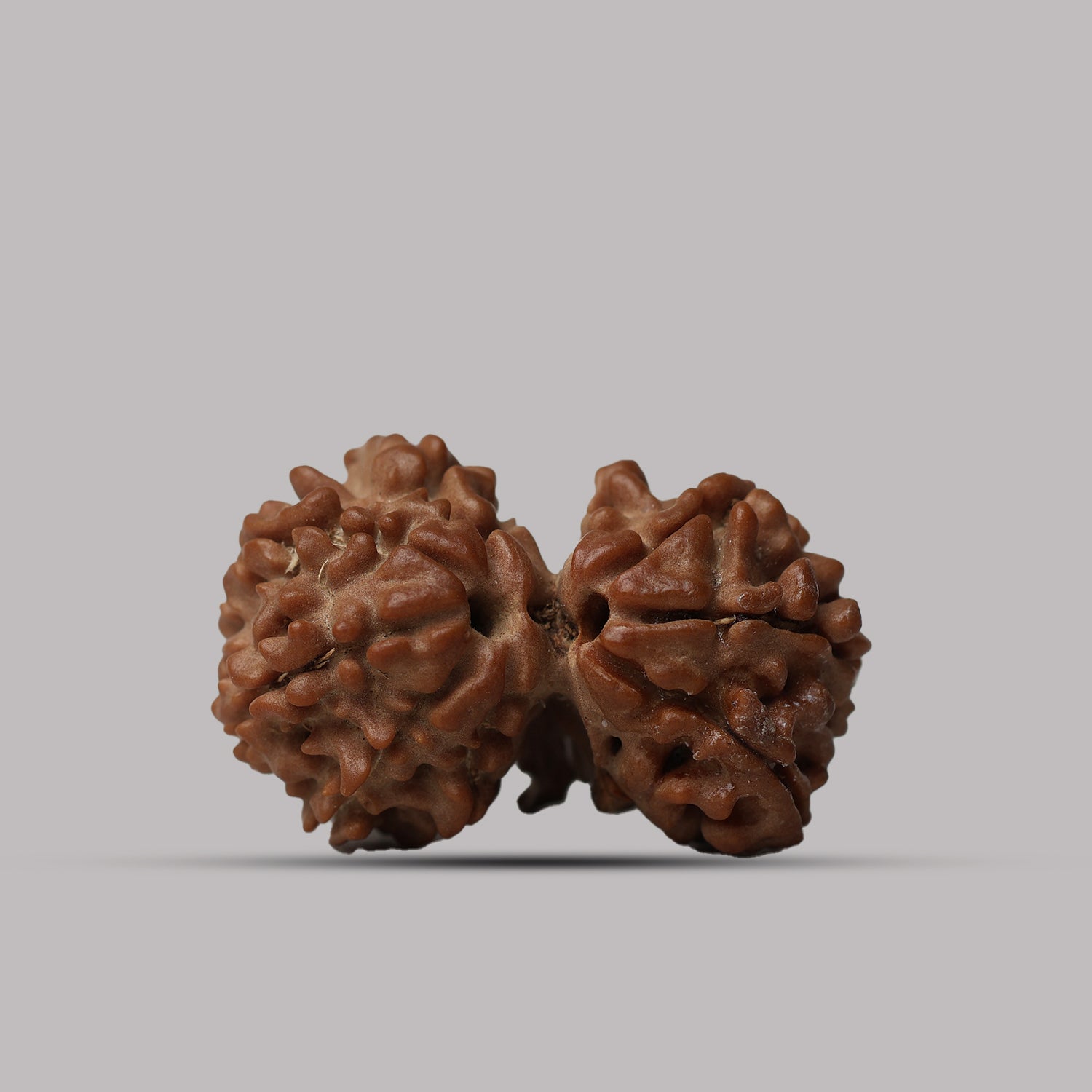 Gauri Shankar Rudraksha