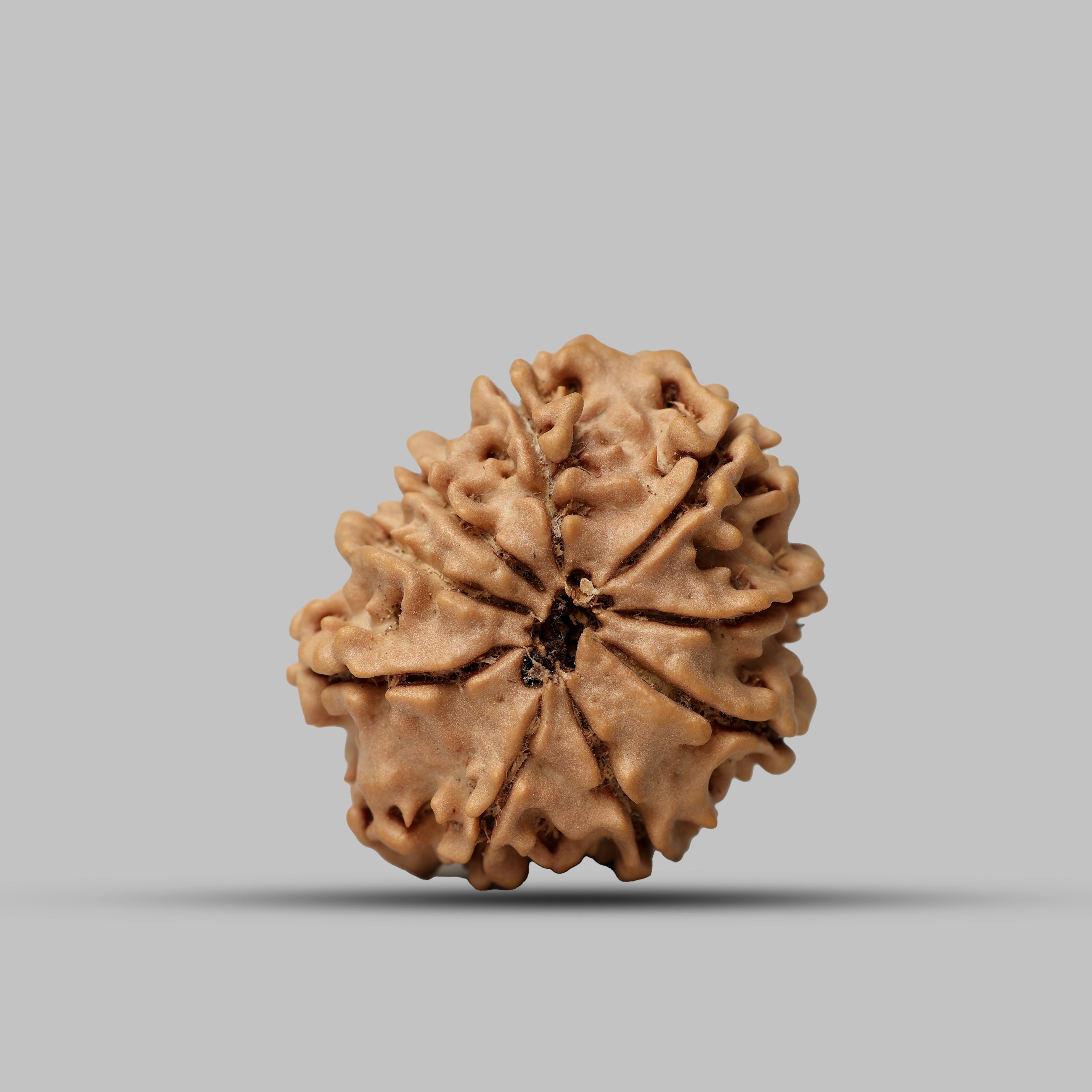 9 Mukhi Rudraksha