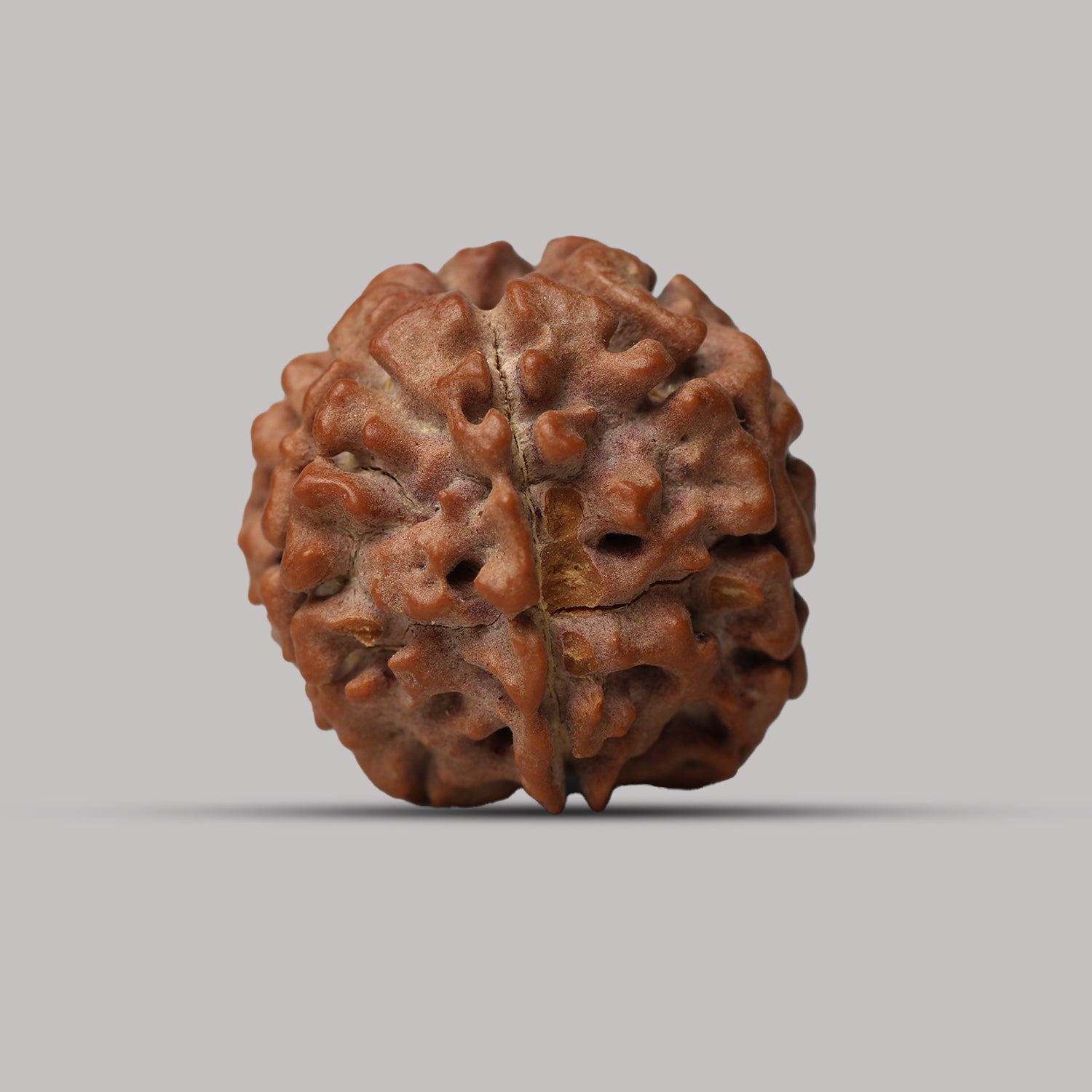 7 Mukhi Rudraksha
