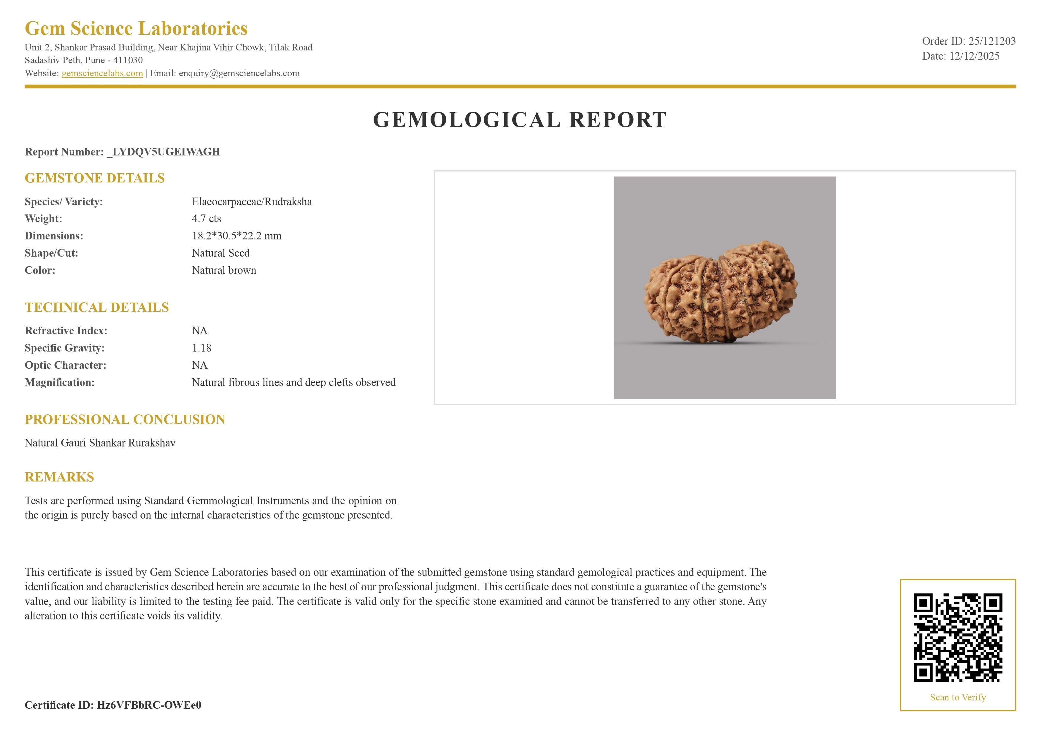 Gauri Shankar Rudraksha