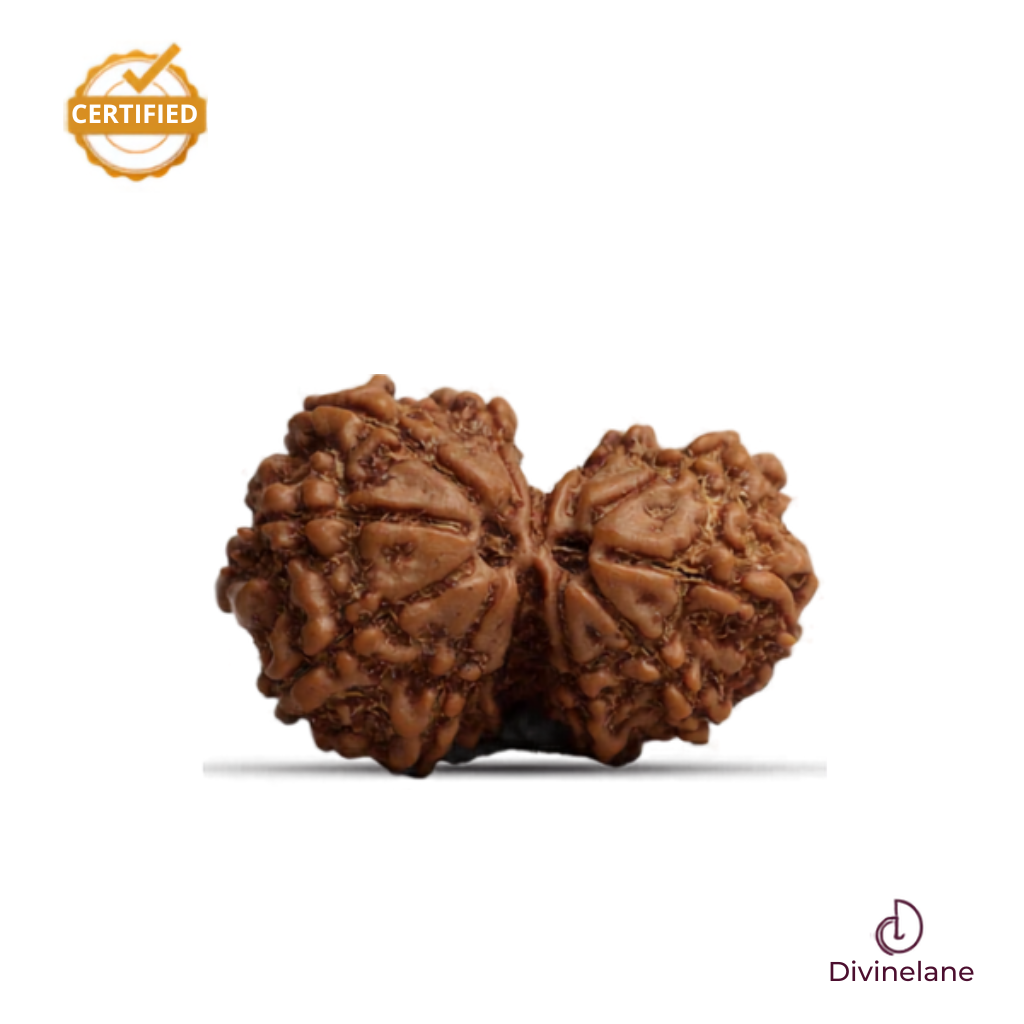 Gauri Shankar Rudraksha