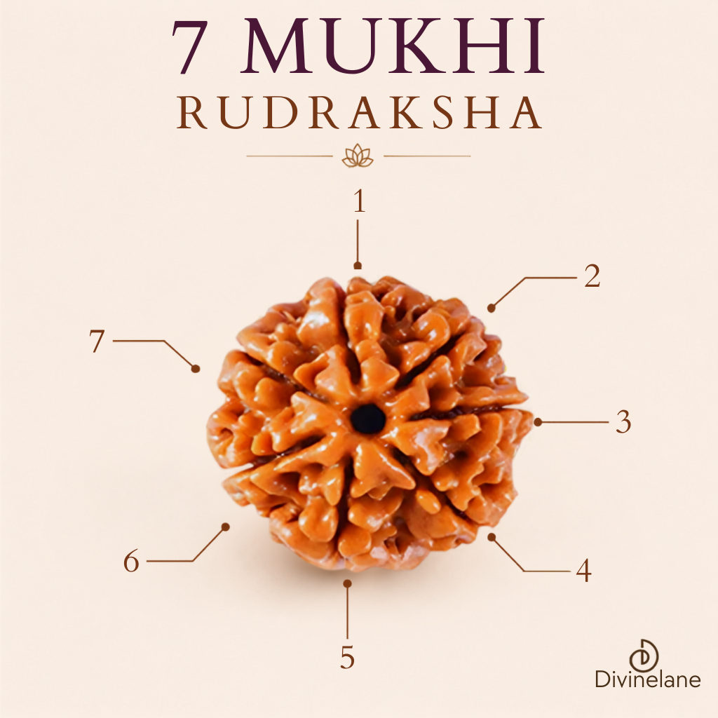 7 Mukhi Rudraksha (Nepali)