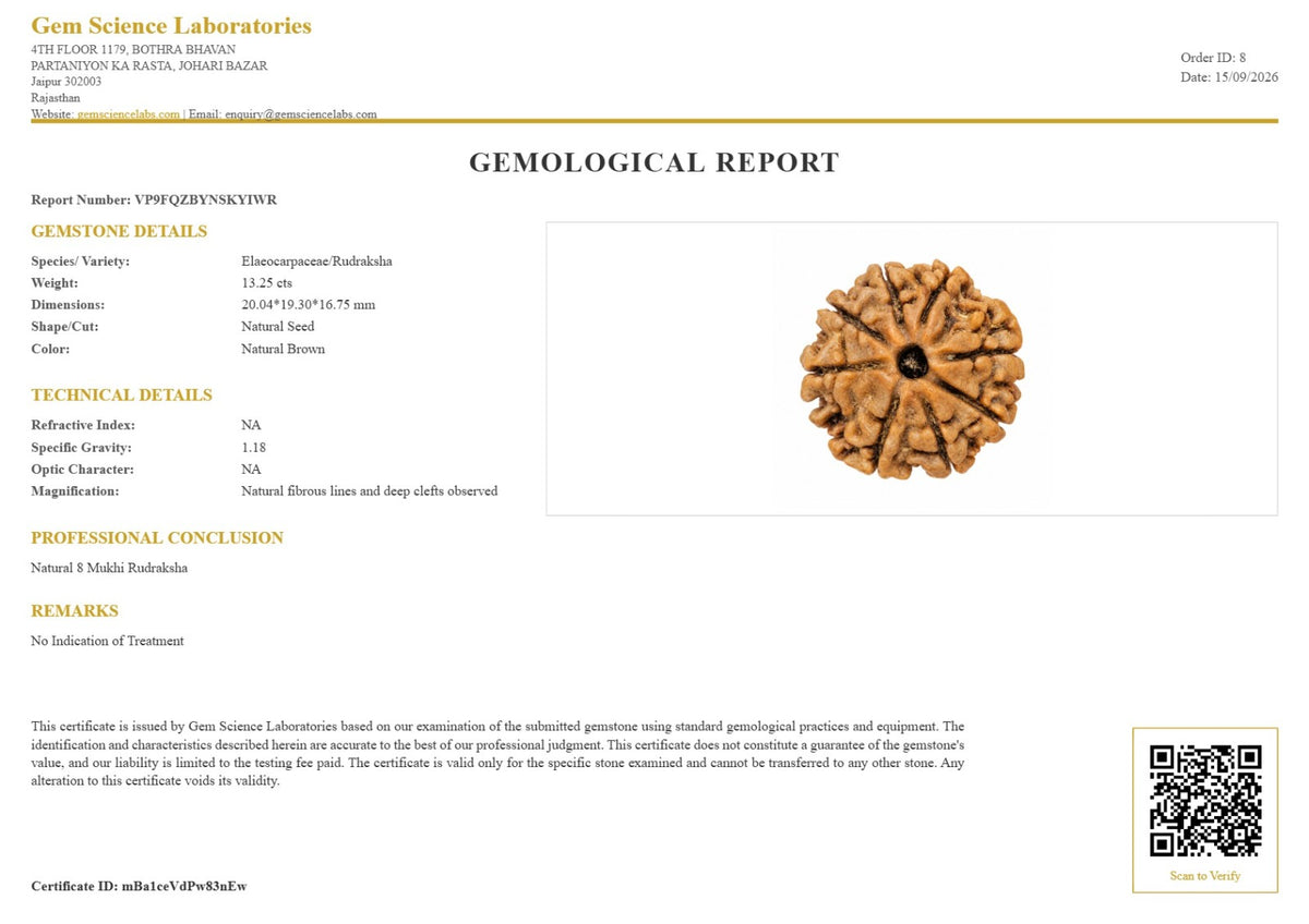 8 mukhi Rudraksha (Nepali)