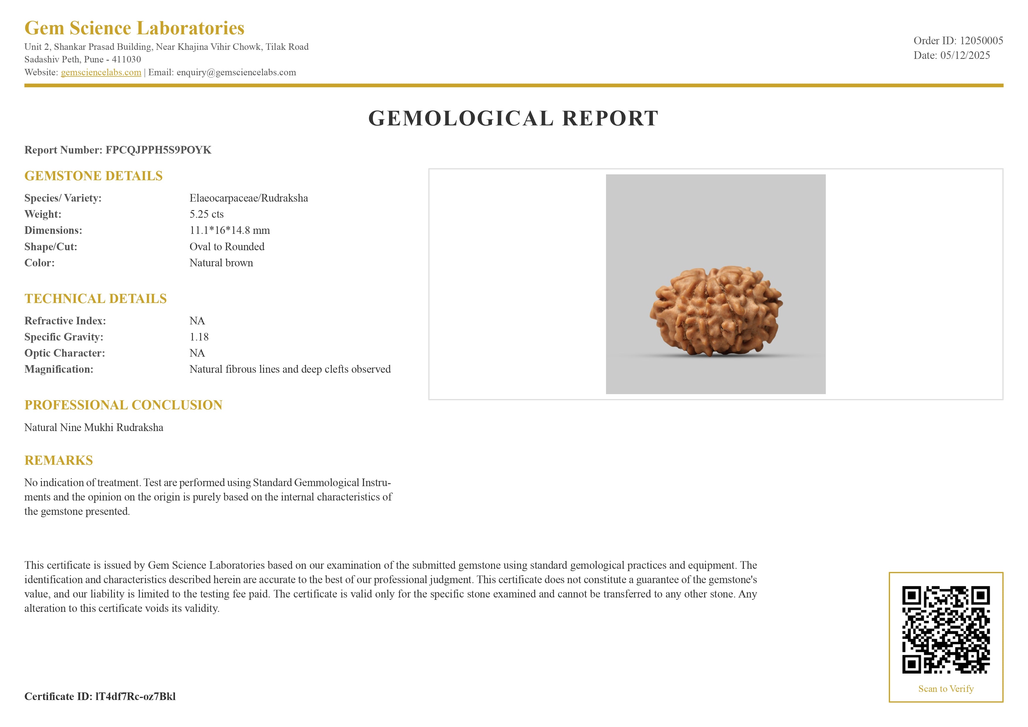 9 Mukhi Rudraksha