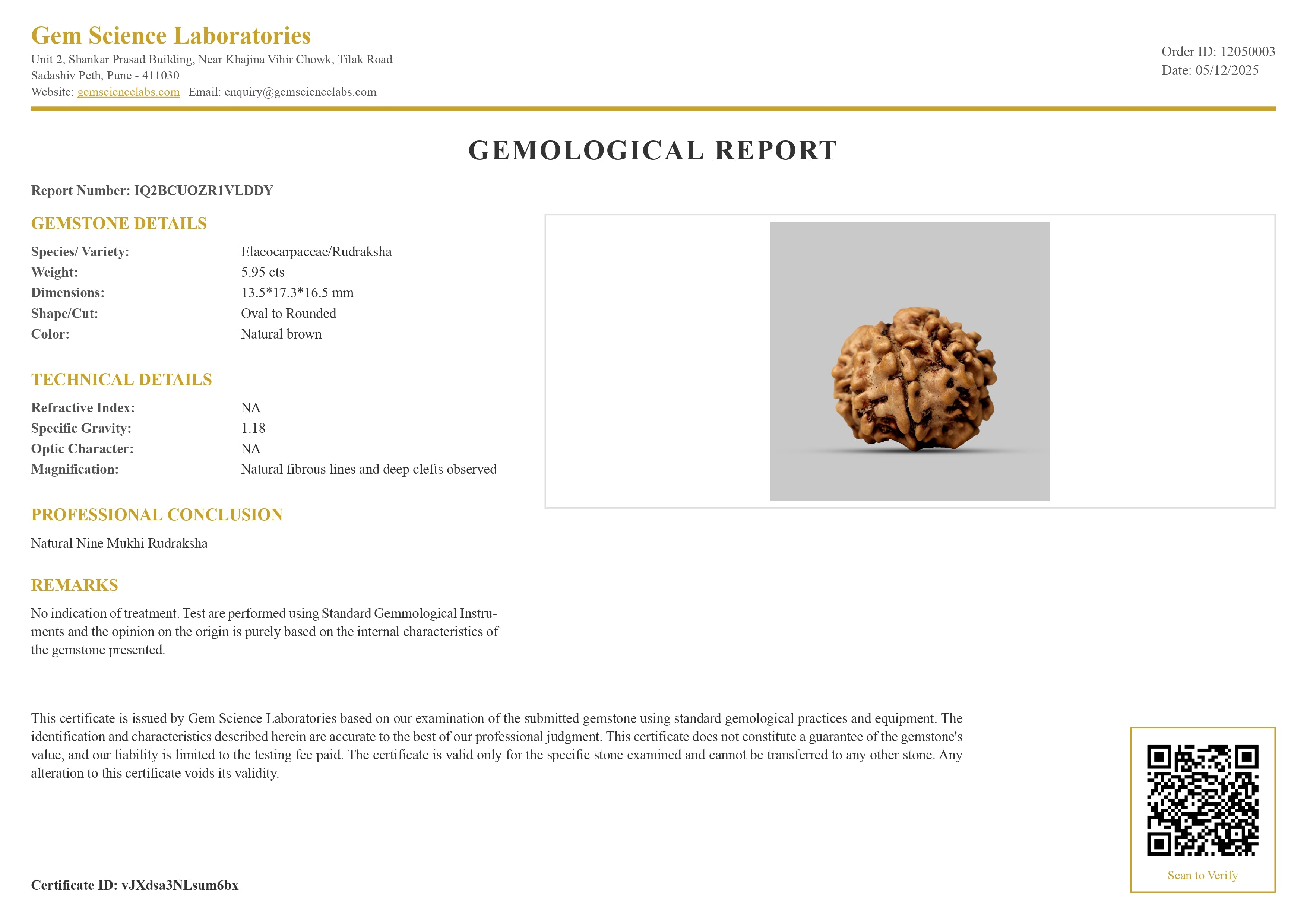 9 Mukhi Rudraksha