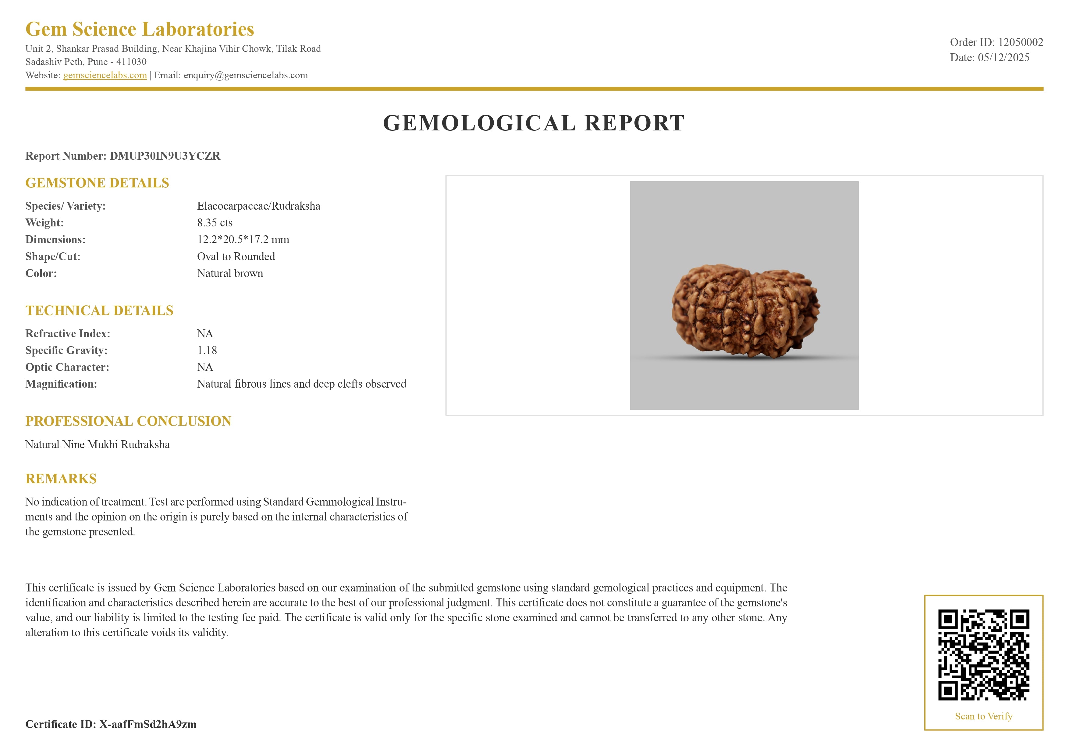9 Mukhi Rudraksha