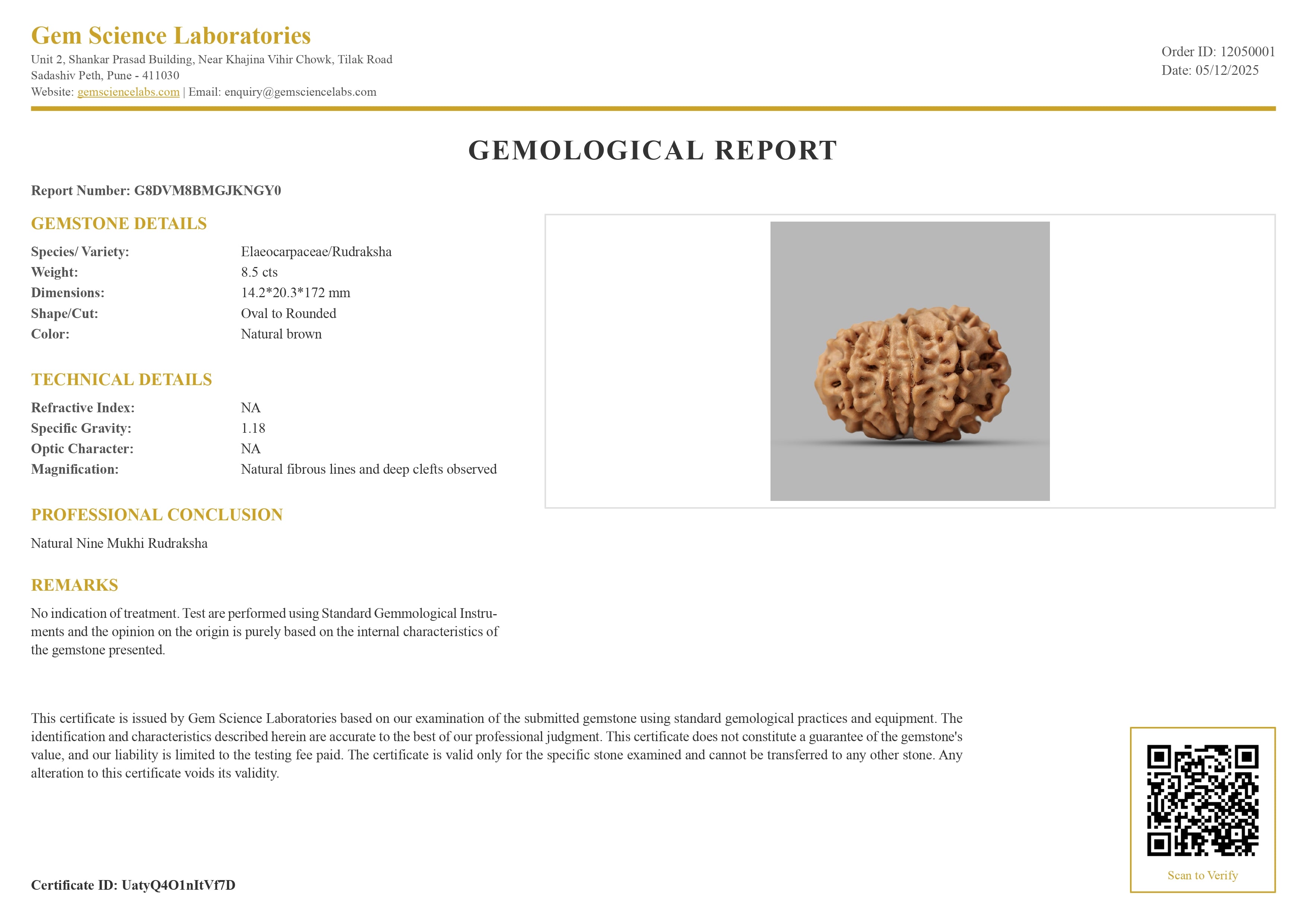 9 Mukhi Rudraksha