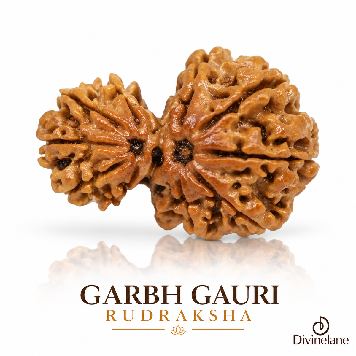 Garbh Gauri Rudraksha