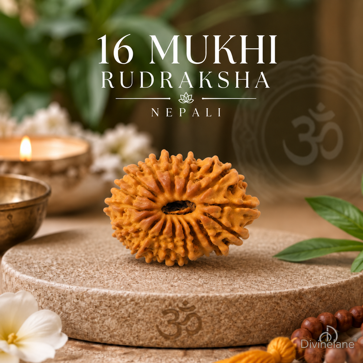 16 Mukhi Rudraksha