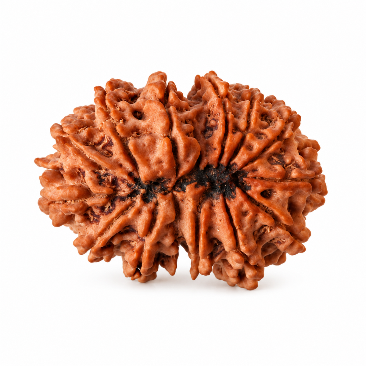 14 Mukhi Rudraksha