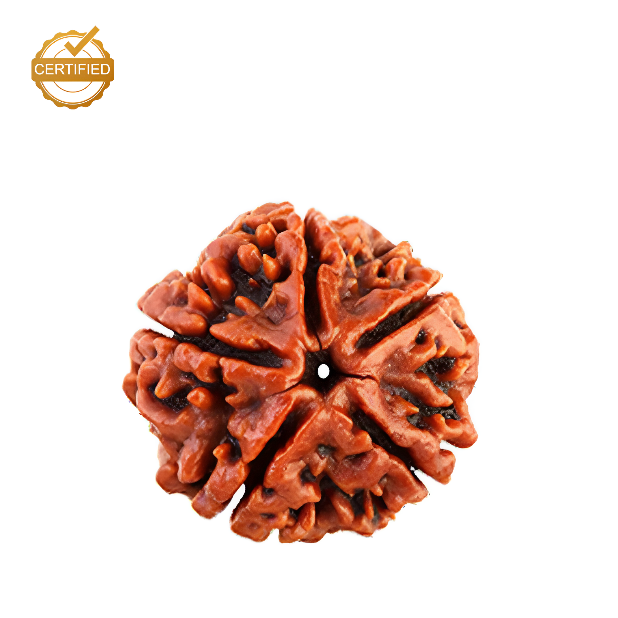 5 Mukhi Rudraksha (Nepali)