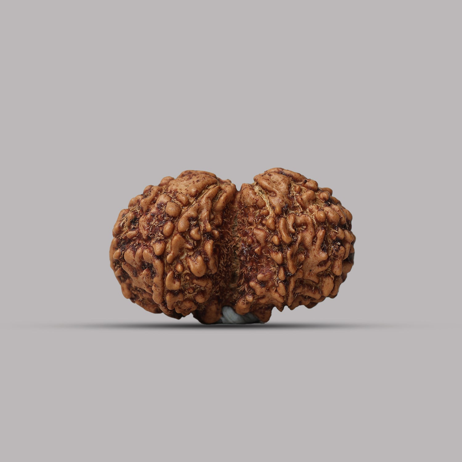 Gauri Shankar Rudraksha