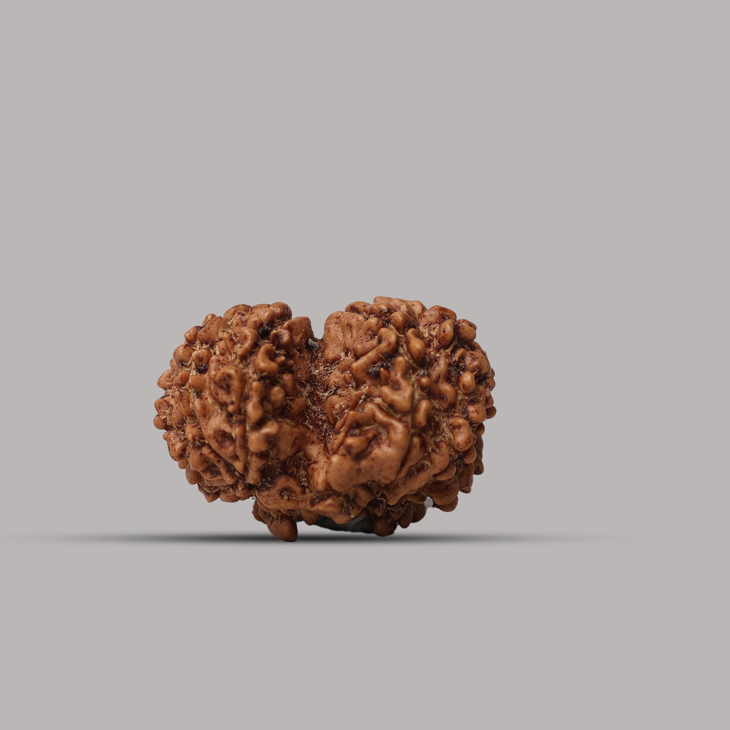 Gauri Shankar Rudraksha