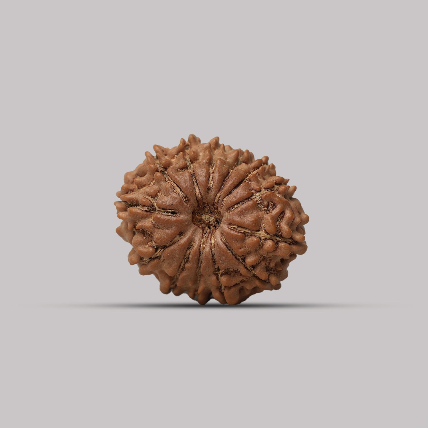 13 Mukhi Rudraksha