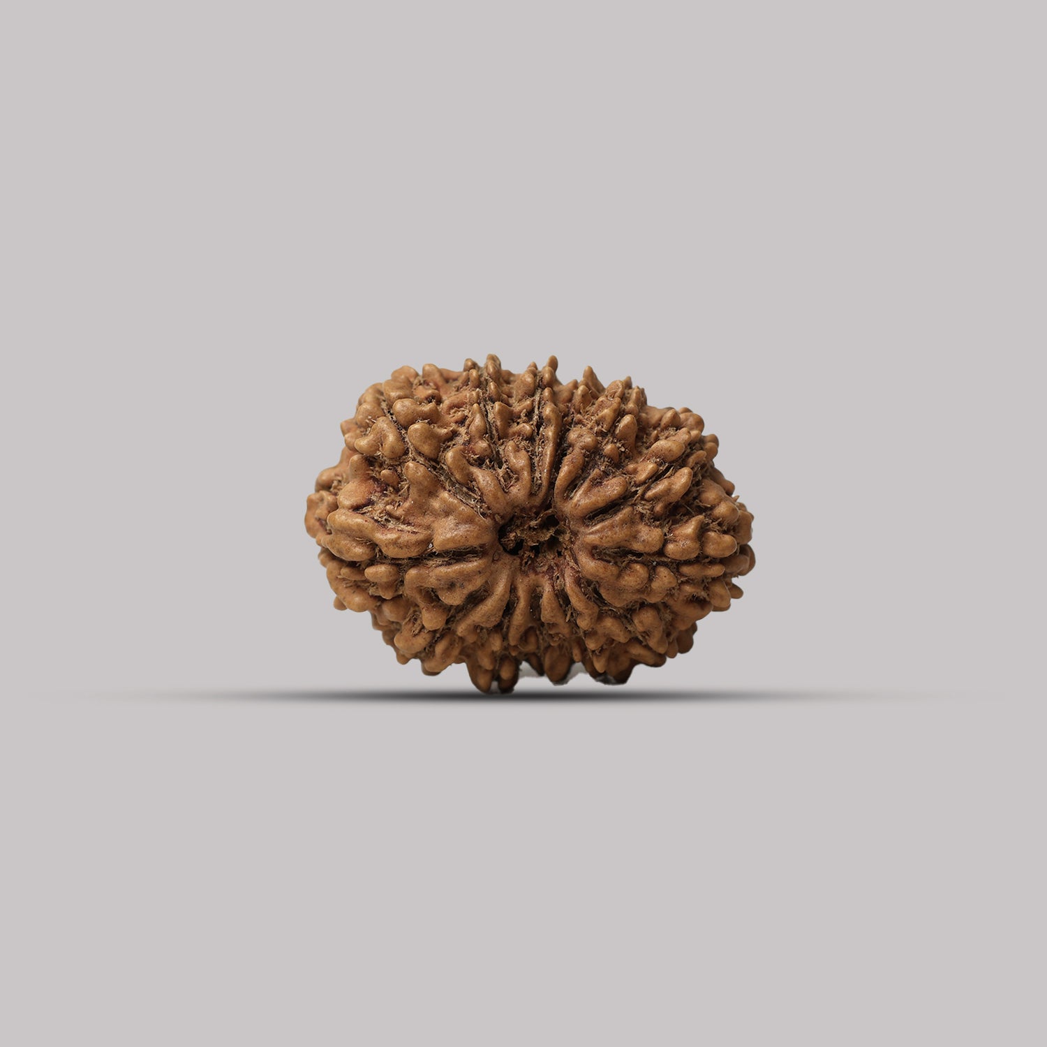 13 Mukhi Rudraksha