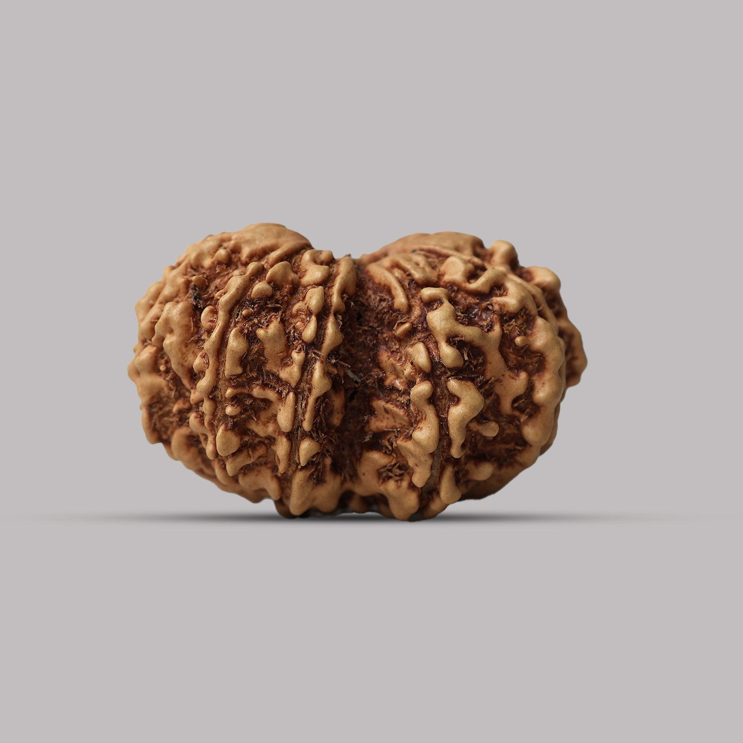Gauri Shankar Rudraksha