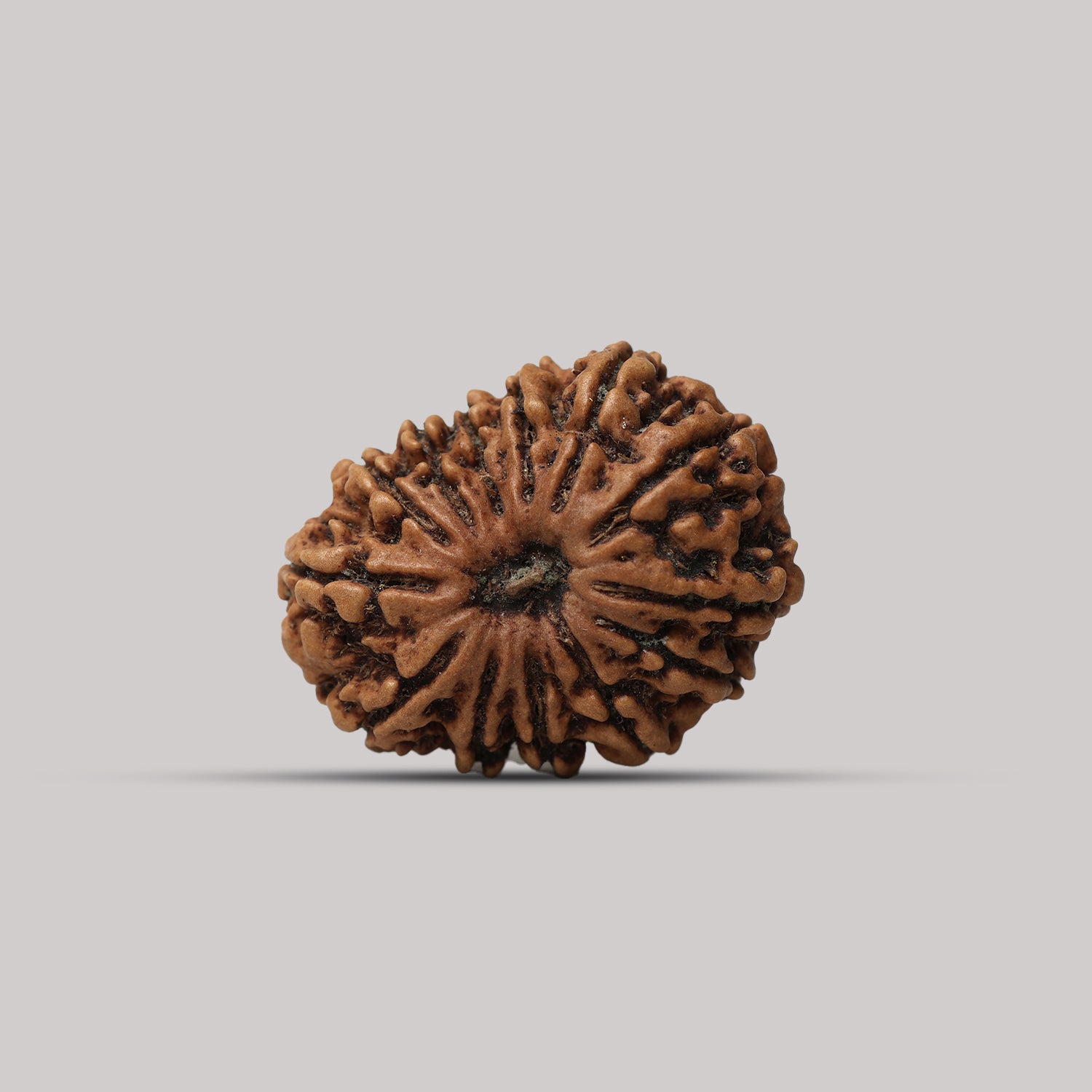 13 Mukhi Rudraksha