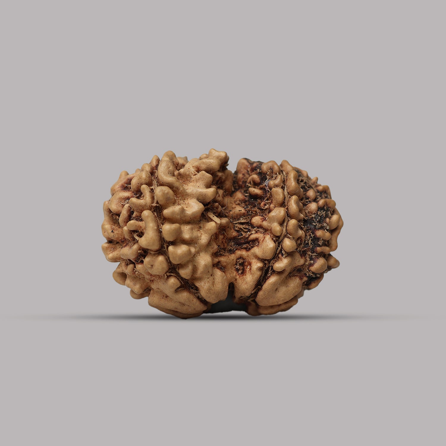 Gauri Shankar Rudraksha