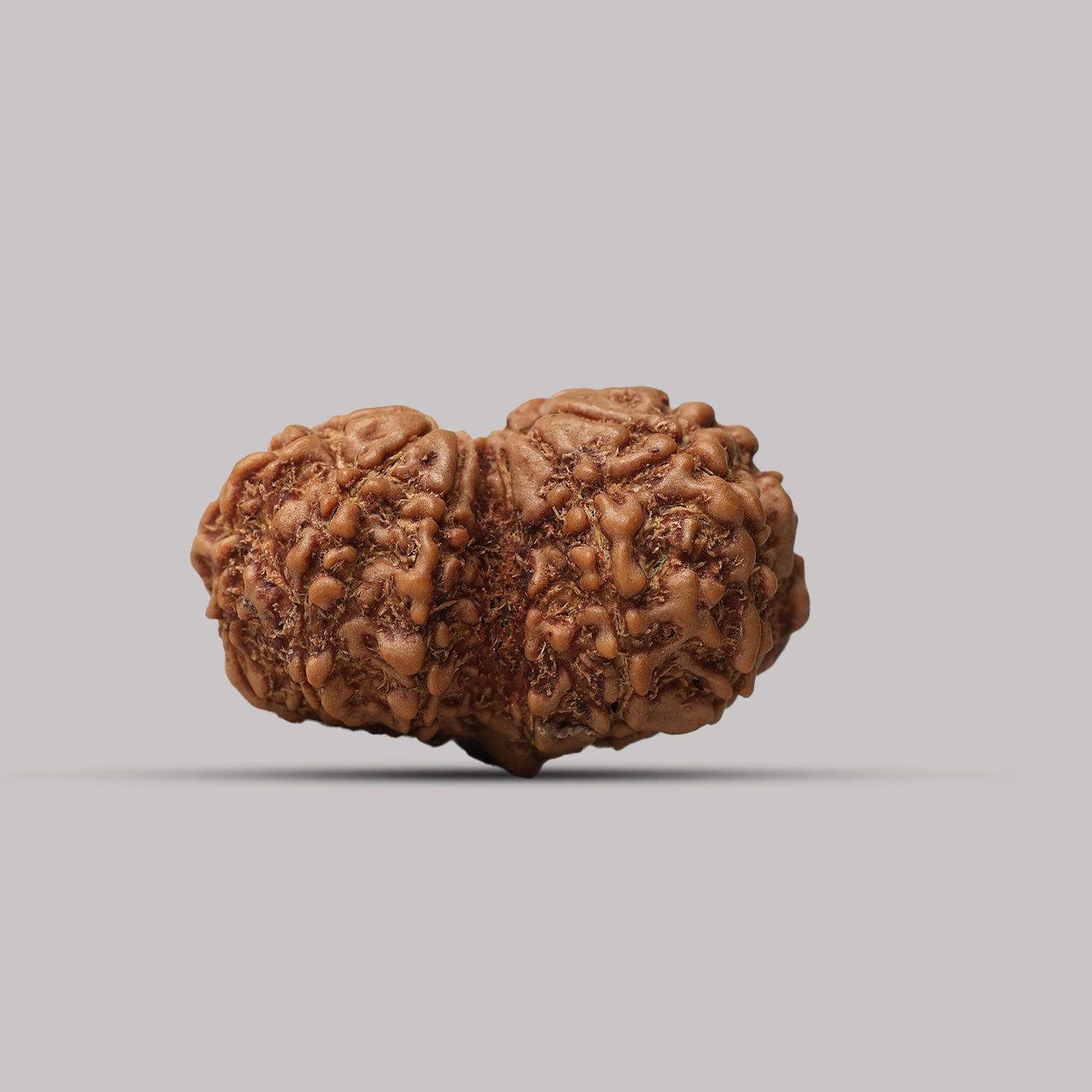 Gauri Shankar Rudraksha