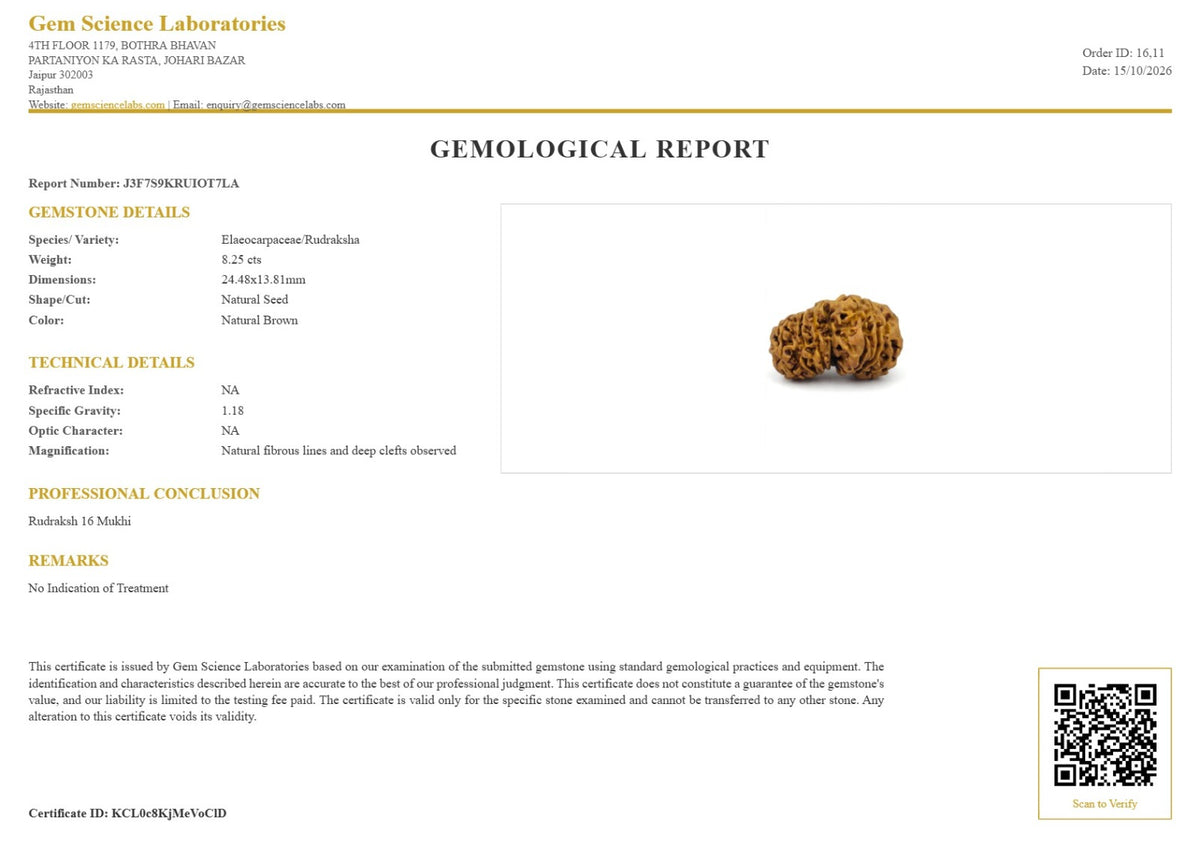 16 Mukhi Rudraksha