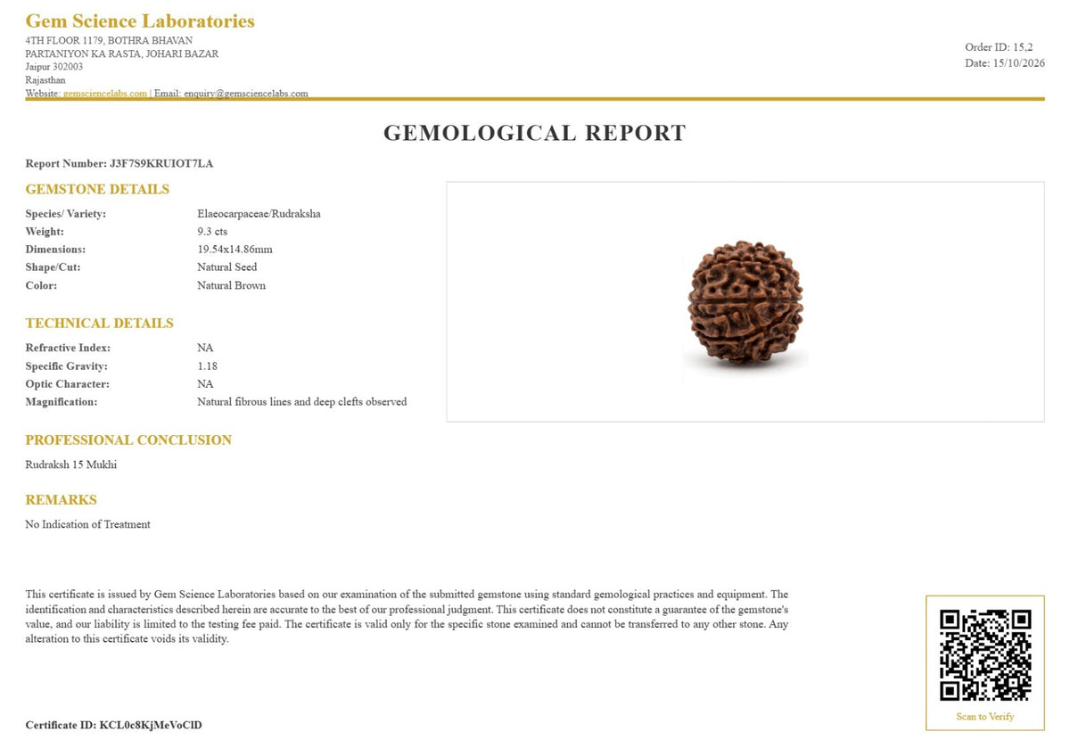 15 Mukhi Rudraksha