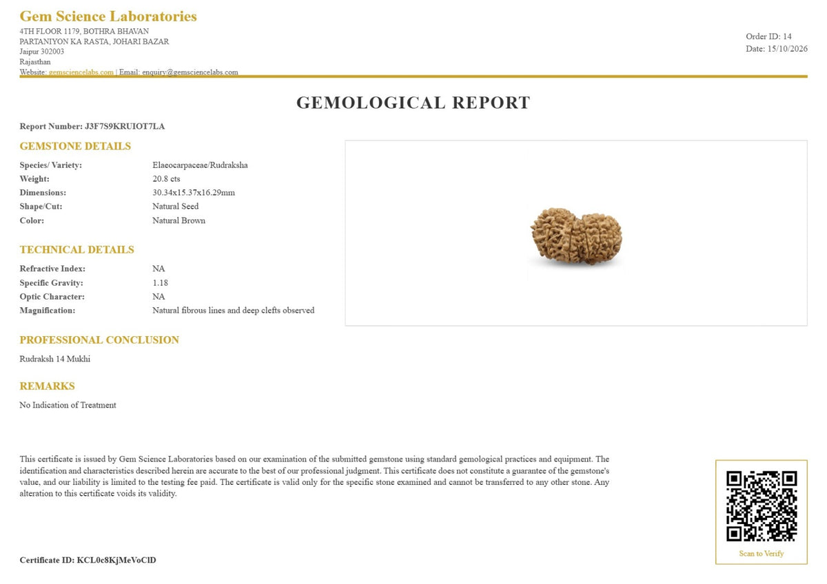 14 Mukhi Rudraksha